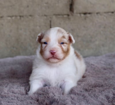 Les chiots de Berger Australien