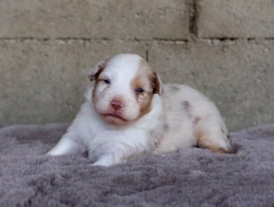 Les chiots de Berger Australien
