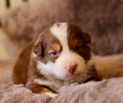 Les chiots de Berger Australien