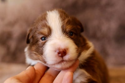 Les chiots de Berger Australien