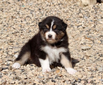 Les chiots de Berger Australien