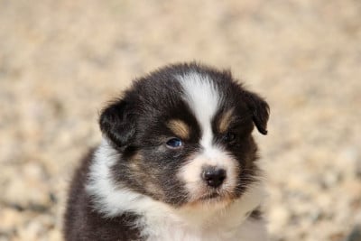 Les chiots de Berger Australien