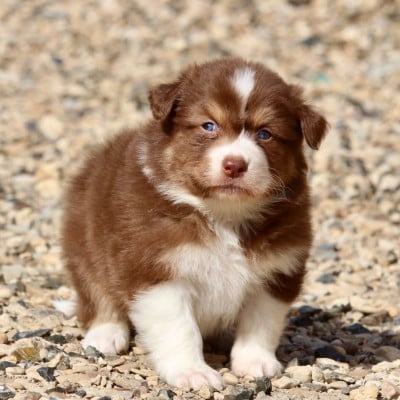 Les chiots de Berger Australien