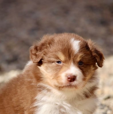 Les chiots de Berger Australien