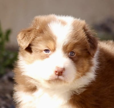 Les chiots de Berger Australien