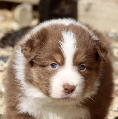 Les chiots de Berger Australien
