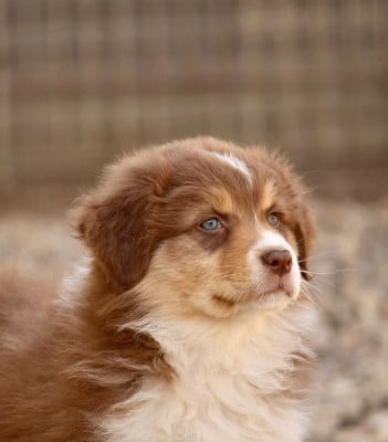 Les chiots de Berger Australien
