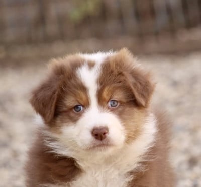 Les chiots de Berger Australien
