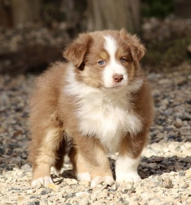 Les chiots de Berger Australien