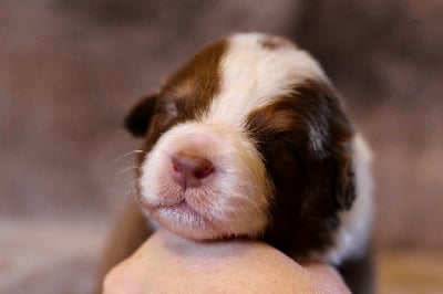 Les chiots de Berger Australien