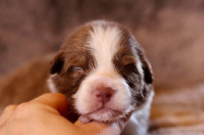 Les chiots de Berger Australien
