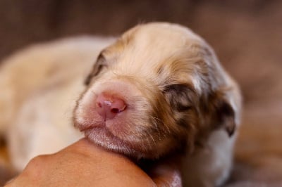 Les chiots de Berger Australien