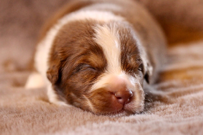 Les chiots de Berger Australien