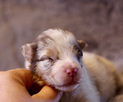 Les chiots de Berger Australien