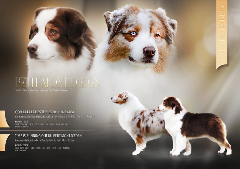 Berger Australien - Du Petit Mont D'éden