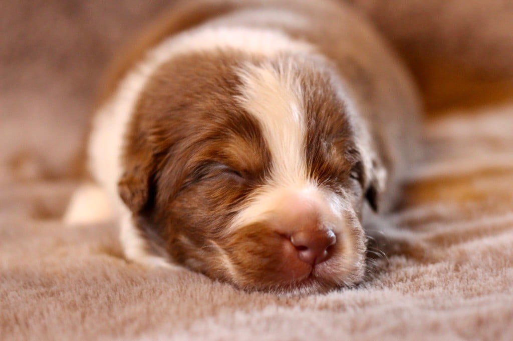 Mâle rouge tricolore 1