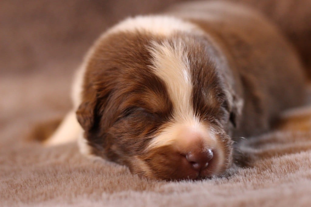 Mâle rouge tricolore 1