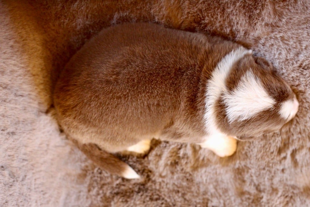 Mâle rouge tricolore 1