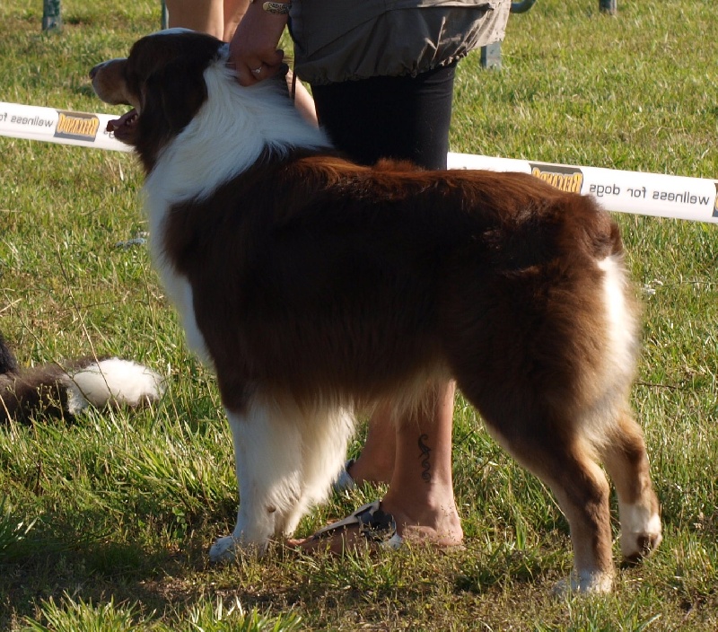 Na Caorrun Ellington - 2éme excellent