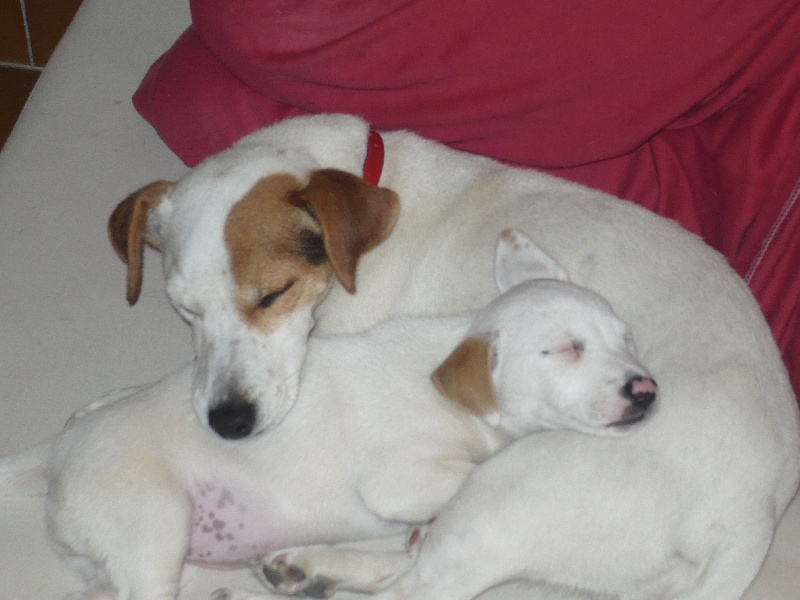 Publication : De L'eglanteraie