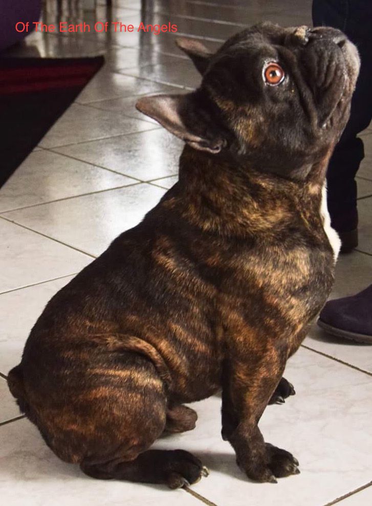 Publication : Of The Earth Of The Angels