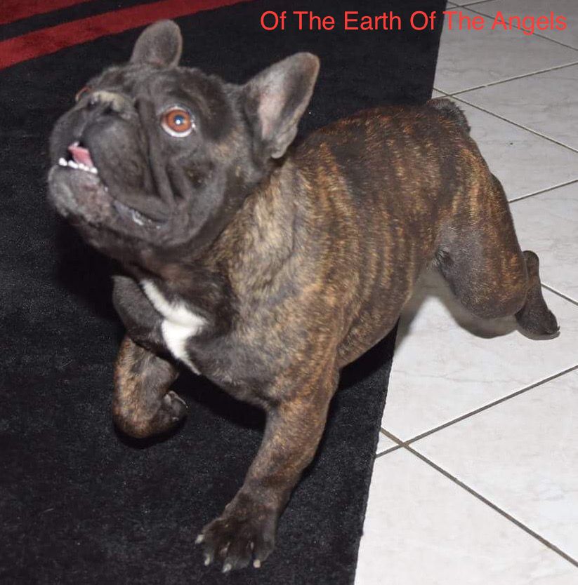 Publication : Of The Earth Of The Angels