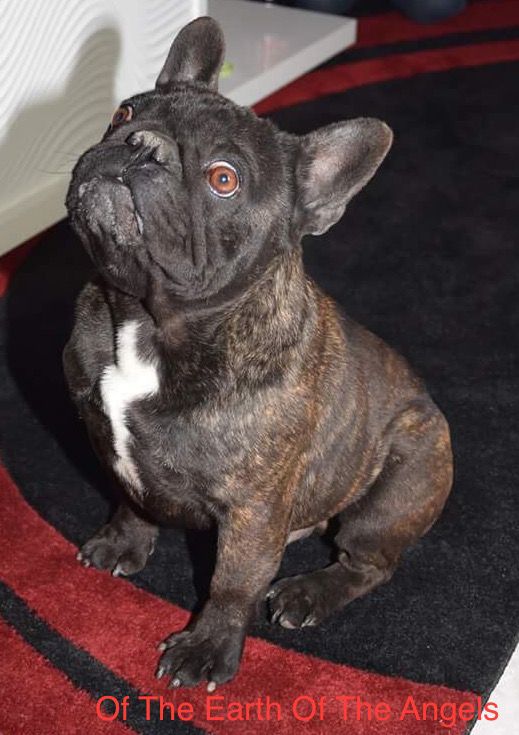 Publication : Of The Earth Of The Angels