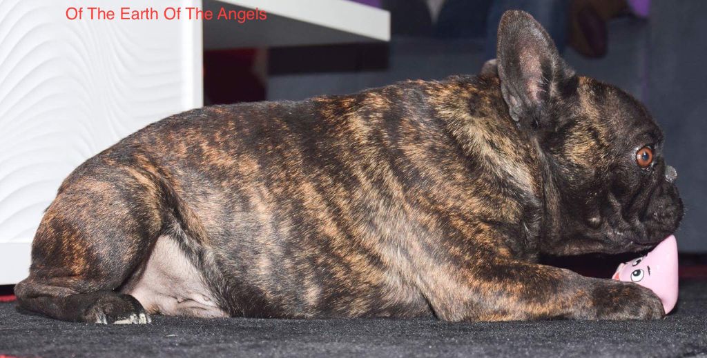 Publication : Of The Earth Of The Angels