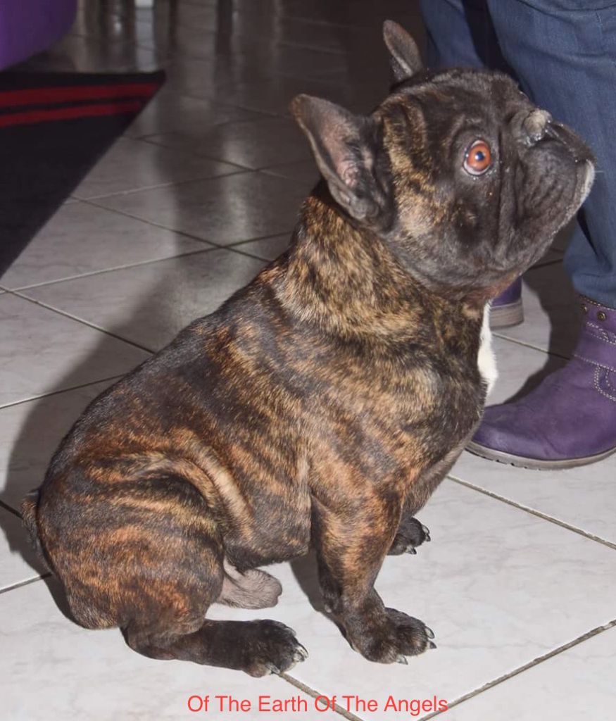 Publication : Of The Earth Of The Angels