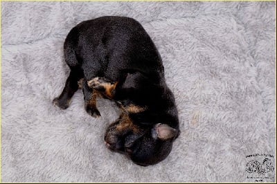 Du Buisson De La Passée