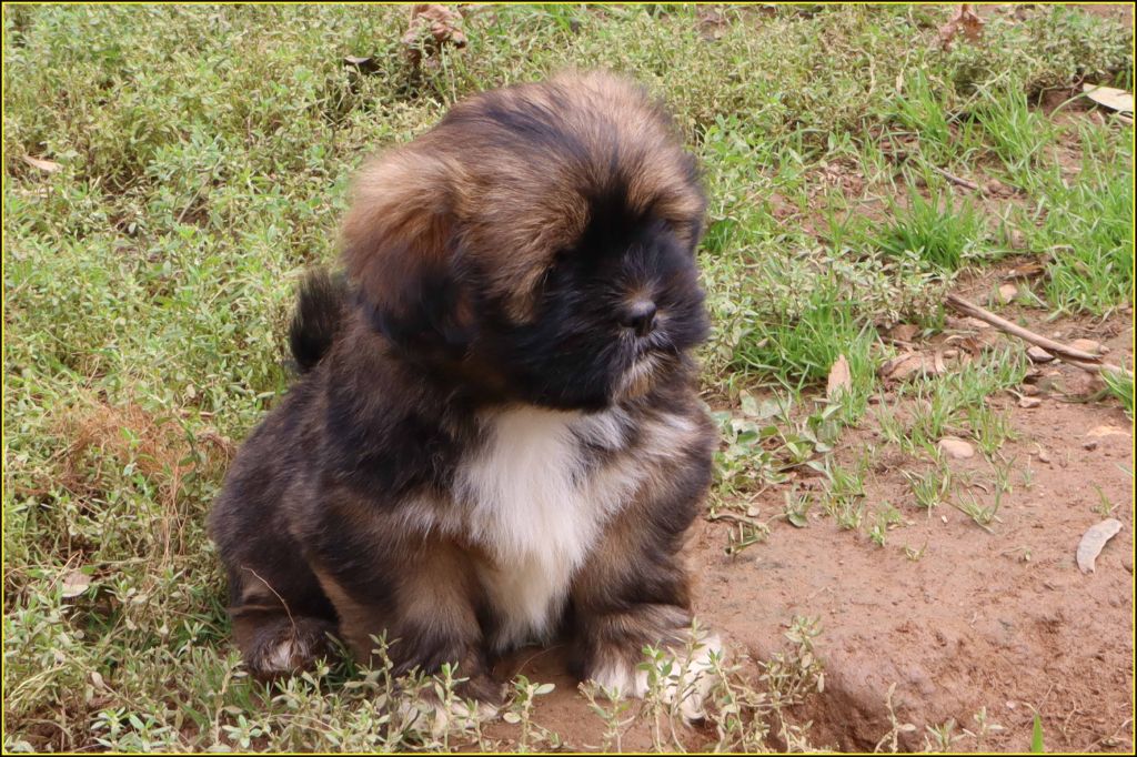 Astro du Buisson de la Passée
