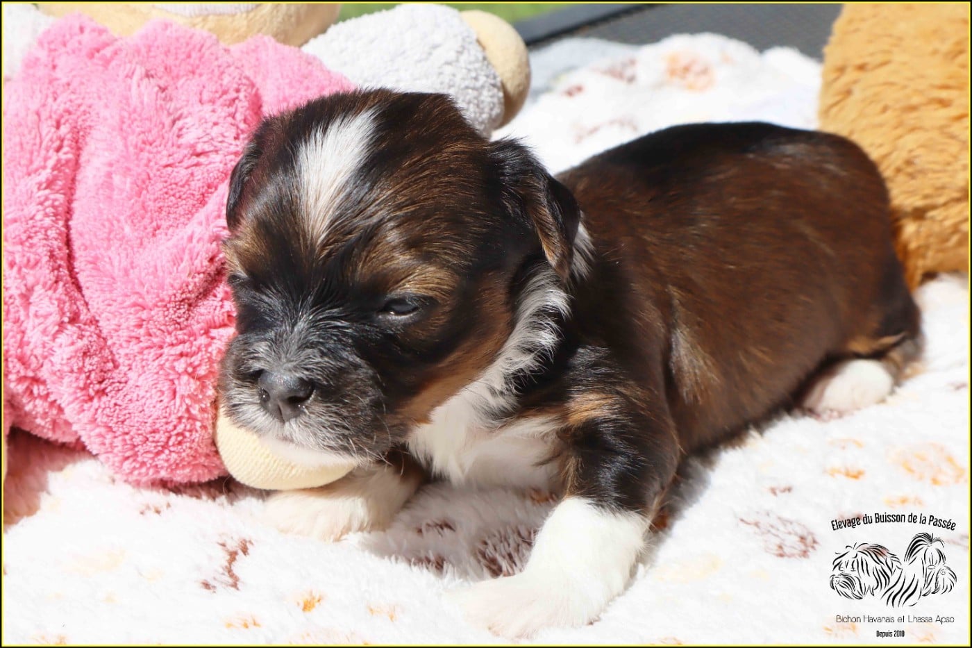 B.. du Buisson de la PAssée