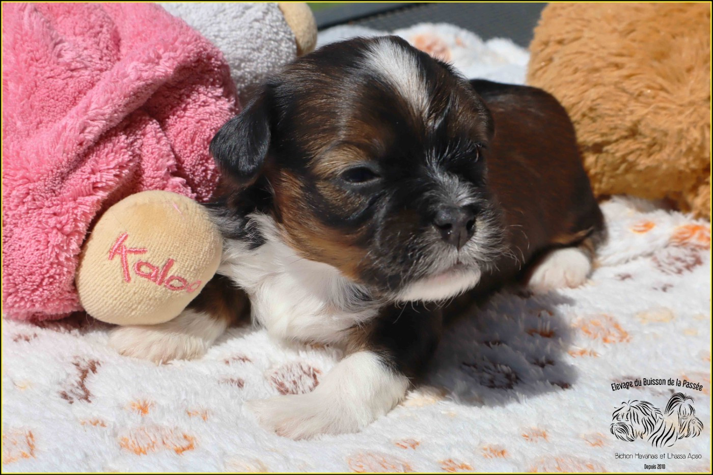 B.. du Buisson de la PAssée