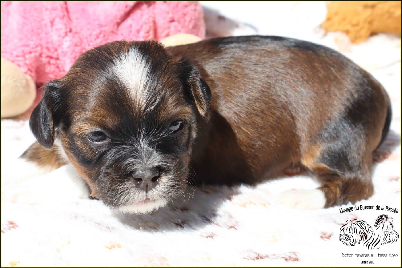 B.. du Buisson de la PAssée