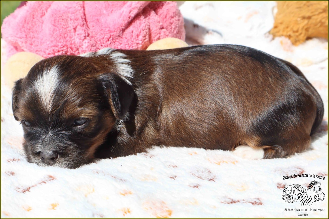 B.. du Buisson de la PAssée