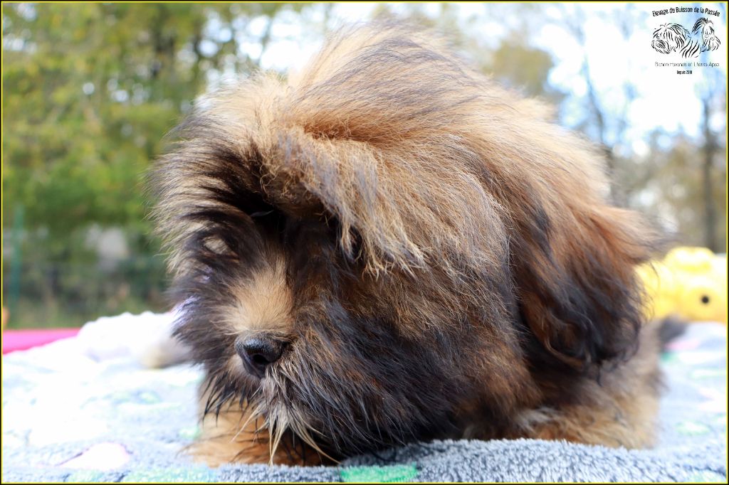 Astro du Buisson de la Passée