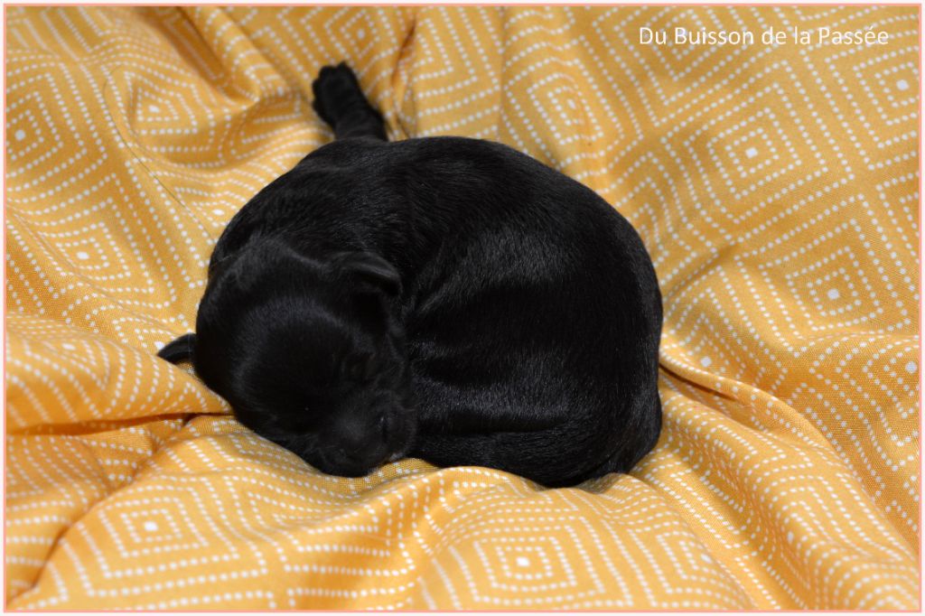 Bichon Havanais