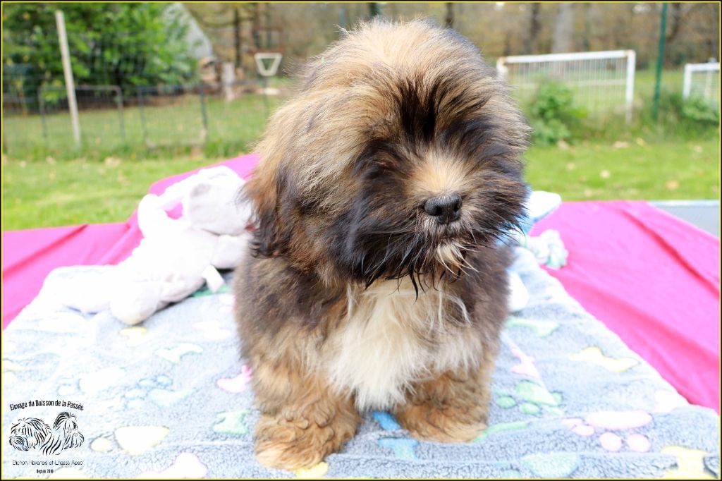 Astro du Buisson de la Passée