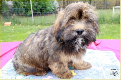 Les chiots de Lhassa Apso