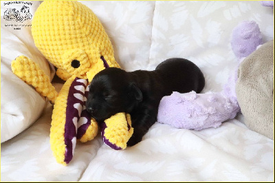 Les chiots de Bichon Havanais