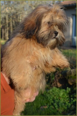 Les chiots de Lhassa Apso