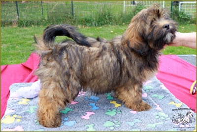 Les chiots de Lhassa Apso