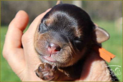 Les chiots de Bichon Havanais