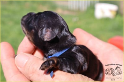 Les chiots de Bichon Havanais