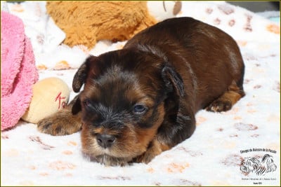 Les chiots de Bichon Havanais