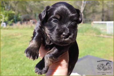 Les chiots de Bichon Havanais