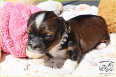 Les chiots de Bichon Havanais