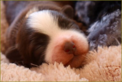 Les chiots de Bichon Havanais