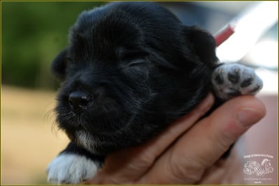 Les chiots de Bichon Havanais