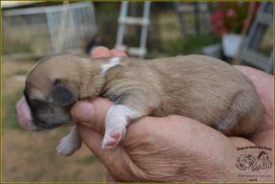 CHIOT 8 - Bichon Havanais